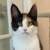 メインクーン【神奈川県・女の子・2022年7月12日・キャリコ】の写真1「12月撮影」