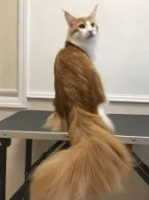 メインクーン【神奈川県・男の子・2018年9月19日・レッド タビー アンド ホワイト】の写真2「5月撮影　シャンプー後　シッポ毛がふさふさです」