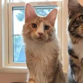 メインクーン【神奈川県・男の子・2020年5月17日・レッドクラッシックタビーアンドホワイト】の写真2「５月撮影」