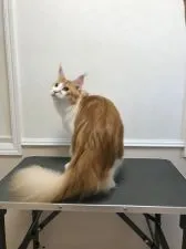 メインクーン【神奈川県・男の子・2018年9月19日・レッド タビー アンド ホワイト】の写真4「８月撮影　腰回りががっしり、タビーもきれいです。」