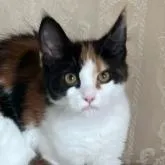 メインクーン【神奈川県・女の子・2022年7月12日・キャリコ】の写真5「11月撮影」