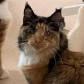 メインクーン【神奈川県・女の子・2025年2月27日・トーティーシェル&ホワイト】の写真2