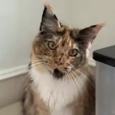 メインクーン【神奈川県・女の子・2025年2月27日・トーティーシェル&ホワイト】の写真2「11月撮影」