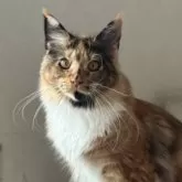 メインクーン【神奈川県・女の子・2025年2月27日・トーティーシェル&ホワイト】の写真2