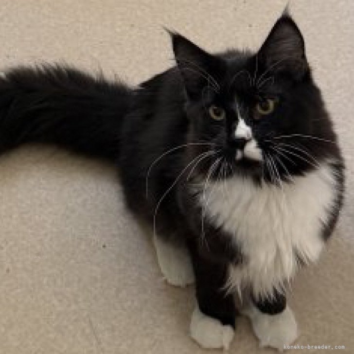 最終値下】バヌアツ 5 Vatu メインクーン猫 2015年 コイン