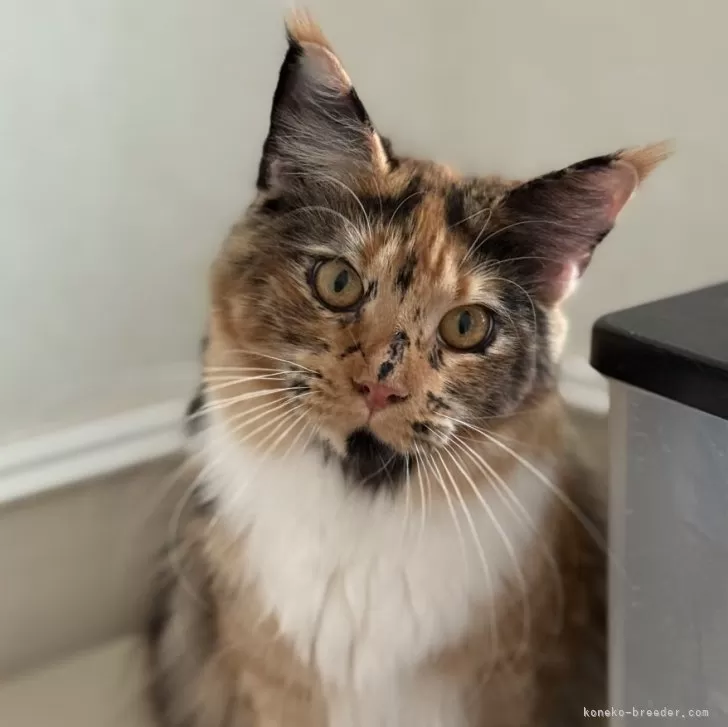 メインクーン【神奈川県・女の子・2025年2月27日・トーティーシェル&amp;ホワイト】の写真1「11月撮影」