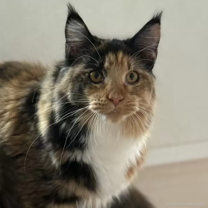 メインクーン【神奈川県・女の子・2025年2月27日・トーティーシェル&amp;ホワイト】の写真1「11月撮影」