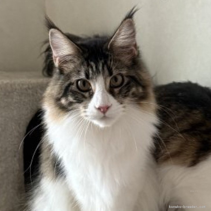 ブリーダー画像