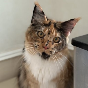 メインクーン【神奈川県・女の子・2025年2月27日・トーティーシェル&ホワイト】の写真「☆美猫☆ひざ乗り猫☆接待猫☆」