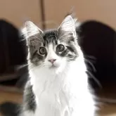 メインクーン