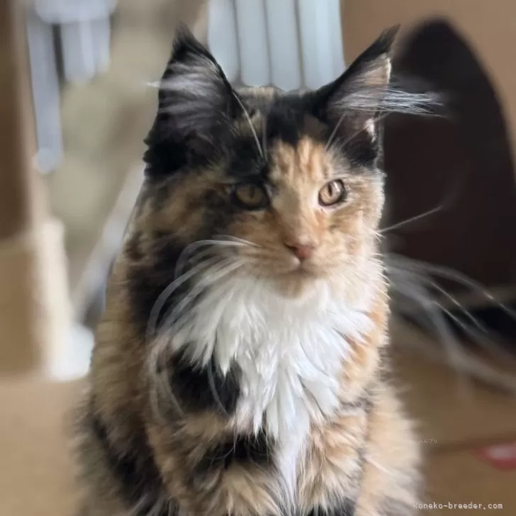 メインクーン【神奈川県・女の子・2025年2月27日・トーティーシェル