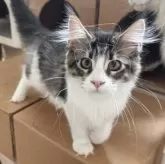 メインクーン【神奈川県・女の子・2025年2月27日・ブラウンマッカレルタビー&ホワイト】の写真8