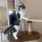 メインクーン【神奈川県・女の子・2025年2月27日・ブラウンマッカレルタビー&ホワイト】の写真11