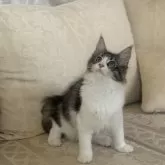 メインクーン【神奈川県・女の子・2025年2月27日・ブラウンマッカレルタビー&ホワイト】の写真13