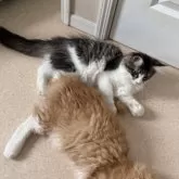 メインクーン【神奈川県・女の子・2025年2月27日・ブラウンマッカレルタビー&ホワイト】の写真14