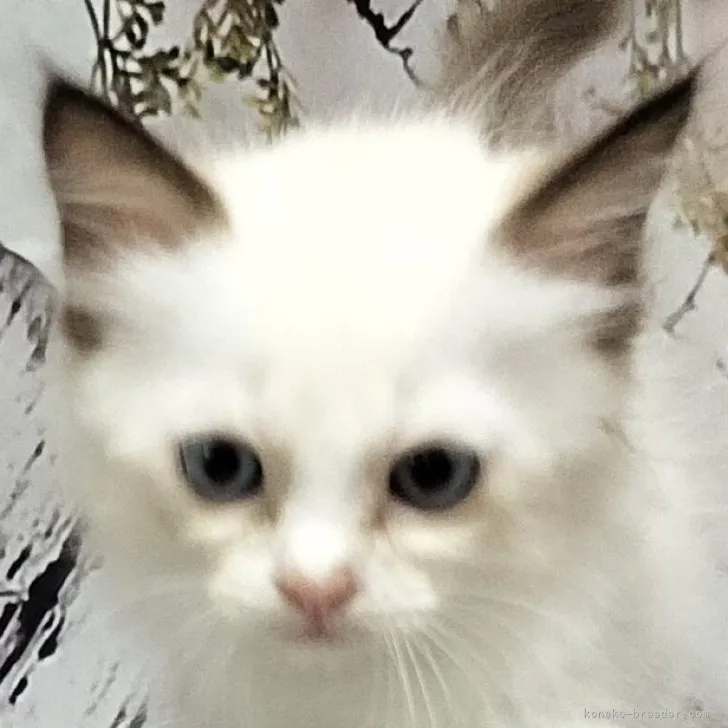 ID:2309-00156の子猫