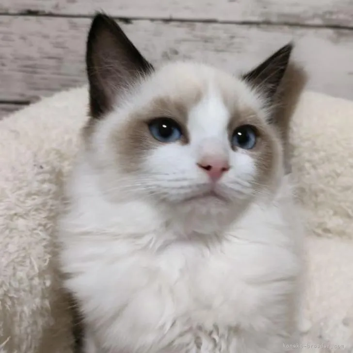 ID:2211-01693の子猫