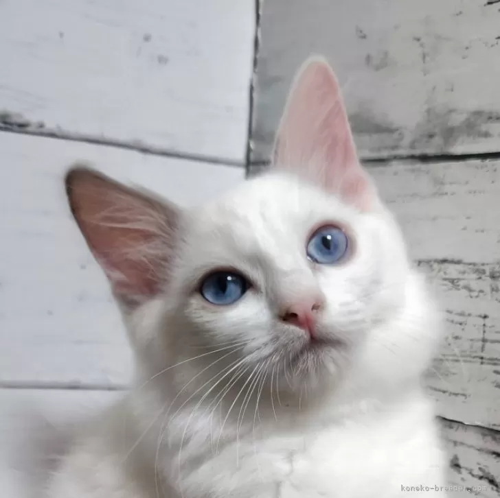 ID：2407-03067の子猫