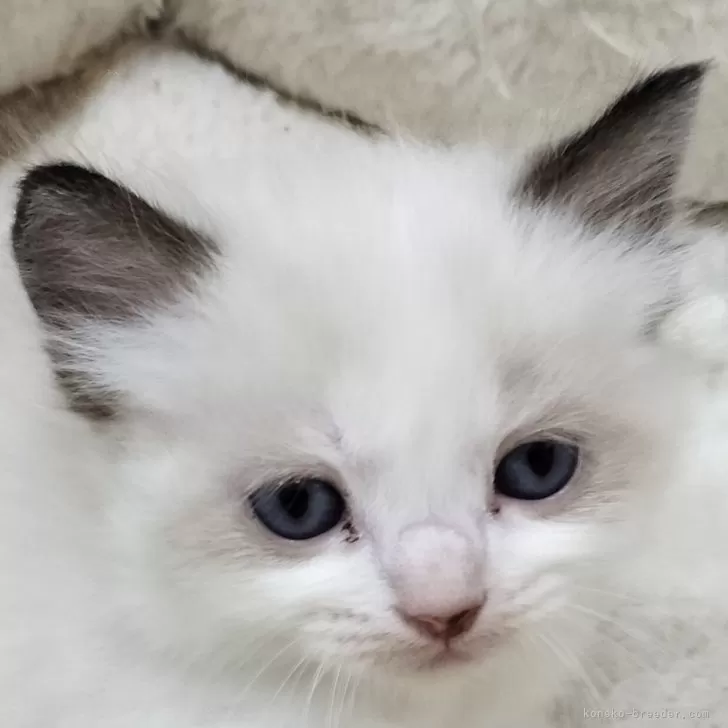 ID:2312-02576の子猫