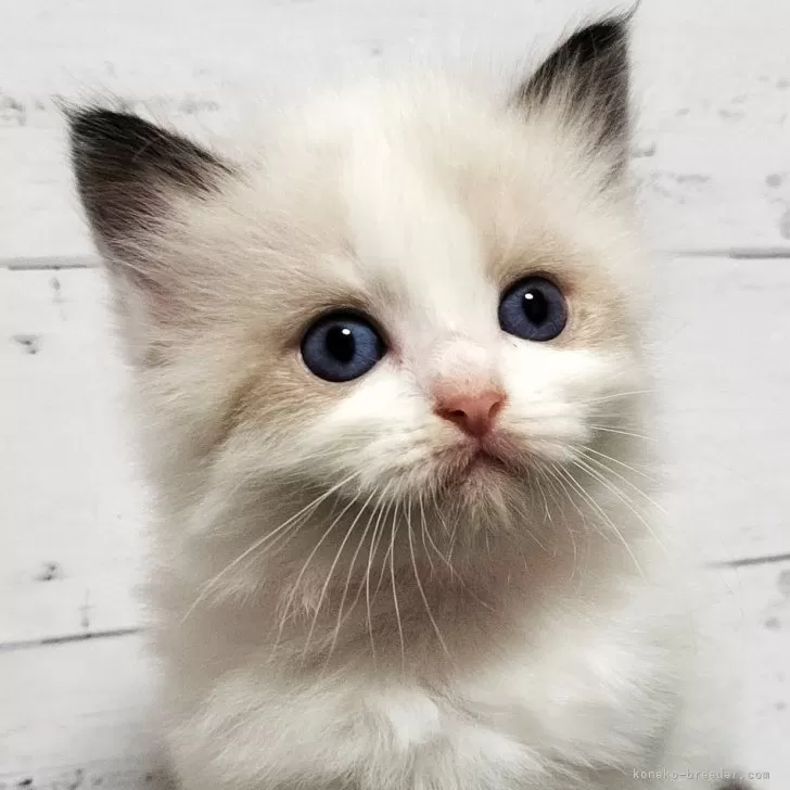 ID：2403-02979の子猫