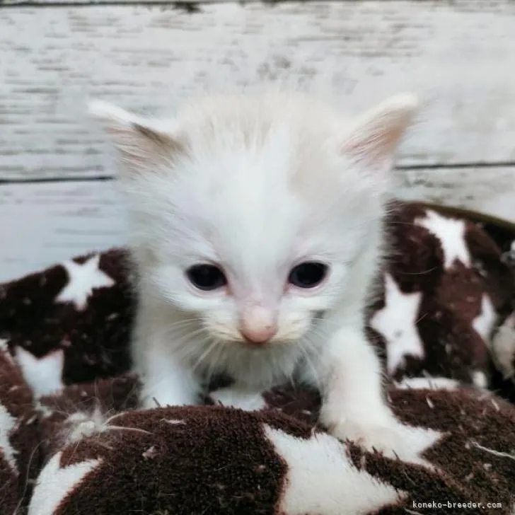 gongori 様のお迎えした子猫