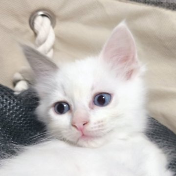 ラグドール【広島県・男の子・2024年8月29日・ブルーポイントバイカラー】の写真「おとなしい男の子💕」