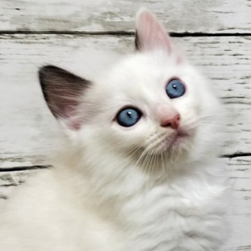 ラグドール【広島県・男の子・2023年3月18日・ブルーポイントバイカラー】の写真「お耳のポイントが特徴的!」