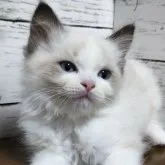 ラグドール【広島県・女の子・2023年3月5日・シールポイントバイカラー】の写真1「5月1日撮影」