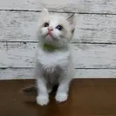 ラグドール【広島県・男の子・2022年9月20日・シールポイントバイカラー】の写真1「11月18日撮影」