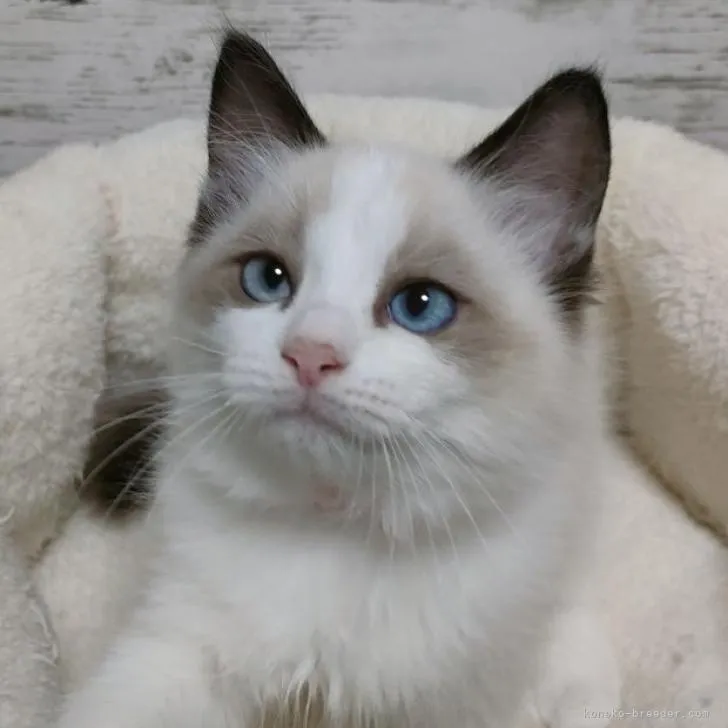 ID:2211-02570の子猫