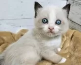 ラグドール【広島県・女の子・2024年3月7日・シールポイントバイカラー】の写真2
