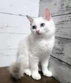 ラグドール【広島県・女の子・2024年6月23日・ブルーポイントバイカラー】の写真2