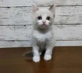 ラグドール【広島県・男の子・2022年9月20日・シールポイントバイカラー】の写真2「11月18日撮影」