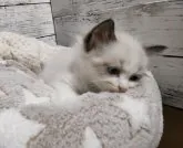 ラグドール【広島県・男の子・2023年3月1日・シールポイントバイカラー】の写真3「4月20日撮影」