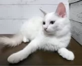 ラグドール【広島県・女の子・2024年6月23日・ブルーポイントバイカラー】の写真4