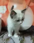 ラグドール【広島県・男の子・2023年3月1日・シールポイントバイカラー】の写真5「4月29日撮影」