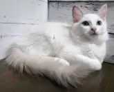 ラグドール【広島県・女の子・2024年6月23日・ブルーポイントバイカラー】の写真5