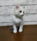 ラグドール【広島県・男の子・2022年9月20日・シールポイントバイカラー】の写真5「11月18日撮影」