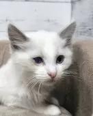 ラグドール【広島県・男の子・2024年12月27日・ブルーポイントバイカラー】の写真5