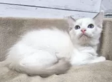 ラグドール【広島県・女の子・2025年5月18日・ブルーポイントバイカラー】の写真3