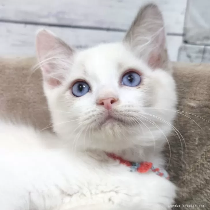 ID：2508-03000の子猫
