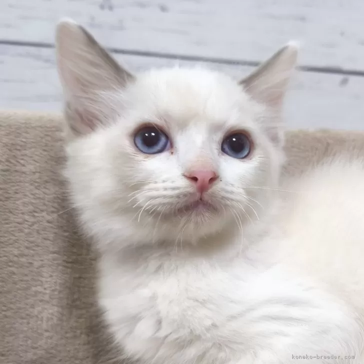 ID:2507-02897の子猫