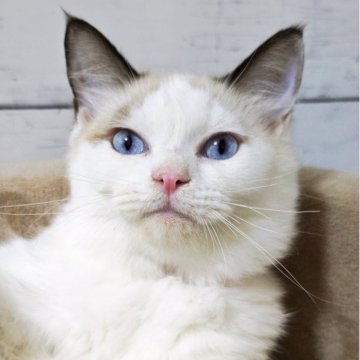 ラグドール【広島県・女の子・2025年6月6日・シールポイントバイカラー】の写真「甘えて肩に乗ってくれるお嬢様💕」