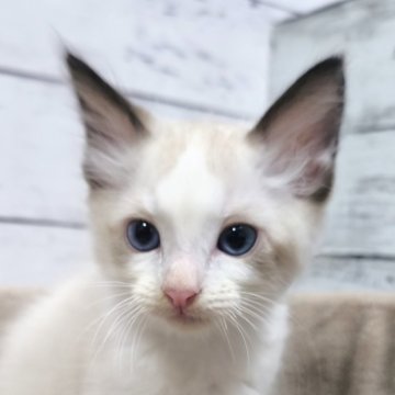ラグドール【広島県・男の子・2025年5月10日・シールポイントバイカラー】の写真「キレイなハチワレ男の子💕」