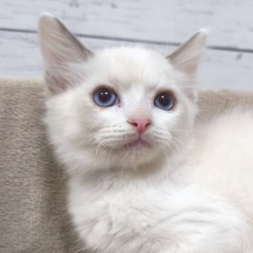 ラグドール【広島県・女の子・2025年5月18日・ブルーポイントバイカラー】の写真「まだまだ臆病さん💕」