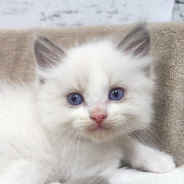 ラグドール【広島県・女の子・2025年4月15日・ブルーポイントバイカラー】の写真「ゴロゴロなめなめ小さめ女の子💕」