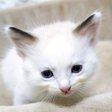 ラグドール【広島県・男の子・2025年10月26日・シールポイントバイカラー】の写真「おっとり、可愛い甘えっ子💕」