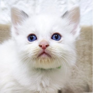 ラグドール【広島県・男の子・2025年10月26日・ブルーポイントバイカラー】の写真「ちょっとおっとりな、可愛い甘えっ子💕」