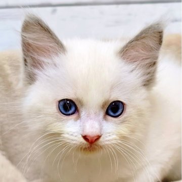 ラグドール【広島県・男の子・2025年9月23日・シールポイントバイカラー】の写真「少しヤンチャな、ゴロゴロ甘えっ子💕」