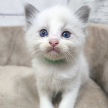 ラグドール【広島県・男の子・2025年4月15日・ブルーポイントバイカラー】の写真「ペロペロ舐めてくれる男の子💕」